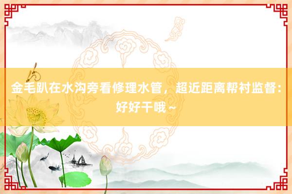 金毛趴在水沟旁看修理水管，超近距离帮衬监督：好好干哦～